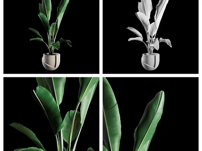 Potted Bonsai Plant With Large Green Leaves In Modern Ceramic Pot 3d model