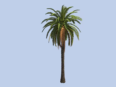 palm tree tropical plant 3d model palm tree tropical plant 3d model