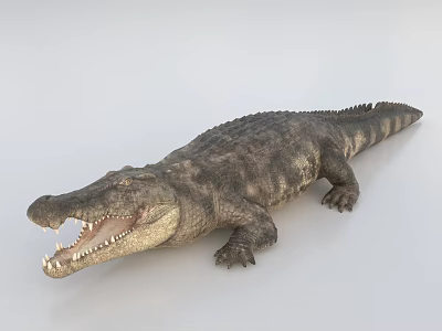 Realistic Aquatic Crocodile With Open Mouth Sharp Teeth And Scaly Body 3d model Realistic Aquatic Crocodile With Open Mouth Sharp Teeth And Scaly Body 3d model