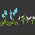 Vibrant Garden Plants with Blue White Pink Flowers and Green Leaves