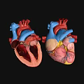 Human Heart Anatomical Models With Detailed Internal Structure And Chambers 3d model