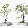 Modern Square Tree Planters With Green Foliage Trees And Concrete Base Design 3d model