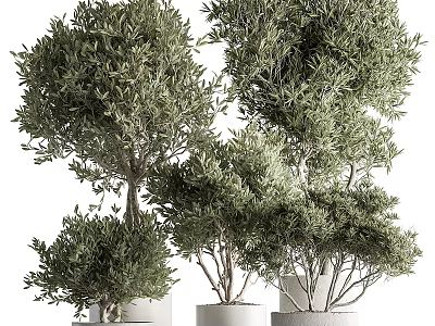 Green Olive Trees in White Pots with Different Sizes and Varying Heights 3d model