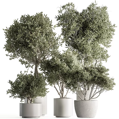 Green Olive Trees in White Pots with Different Sizes and Varying Heights 3d model