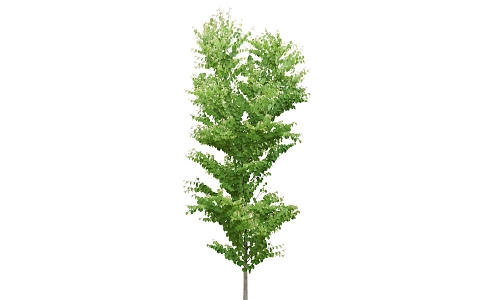 green plant big tree 3d model