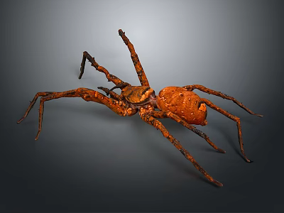 Close Up View Of Large Brown Spider On Gray Background With Long Legs 3d model