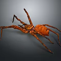 Close Up View Of Large Brown Spider On Gray Background With Long Legs