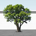 Arbor with Thick Multiple Trunks and Lush Green Foliage Against Light Wall and Ground