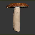Fresh Red Capped Mushroom With White Stem On Dark Background