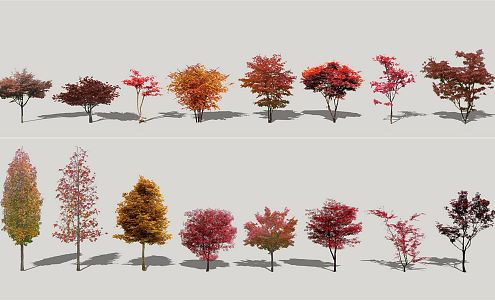 Modern Maple Red Maple 3d model