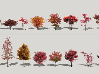 Modern Maple Red Maple 3d model