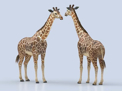 giraffe animal zoo 3d model