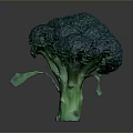 Fresh Green Broccoli Head as Healthy Nutritious Vegetable for Daily Meals