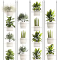 Indoor Potted Plants On White Multi Tiered Shelves With Diverse Green Foliage