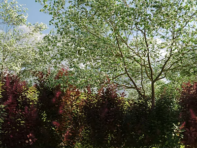 Vibrant Red Shrubs In Natural Outdoor Scene With Lush Green Trees And Blue Sky 3d model