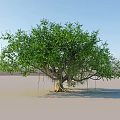 Tall Arbor With Lush Green Leaves Thick Trunk And Visible Roots Against Blue Sky