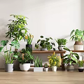 Various Indoor Potted Plants With Different Planters On Wooden Shelf In Bright Room