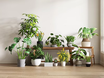 Various Indoor Potted Plants With Different Planters On Wooden Shelf In Bright Room 3d model