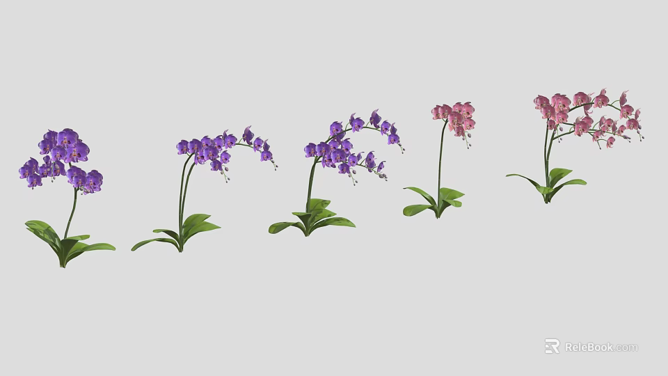 Purple And Pink Orchid Plants With Green Leaves Arranged In A Line 3d model 