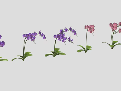 Purple And Pink Orchid Plants With Green Leaves Arranged In A Line 3d model