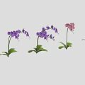 Purple And Pink Orchid Plants With Green Leaves Arranged In A Line