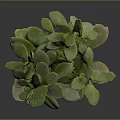 Succulent Plant With Green Leaves In Orange Pot On Grey Background