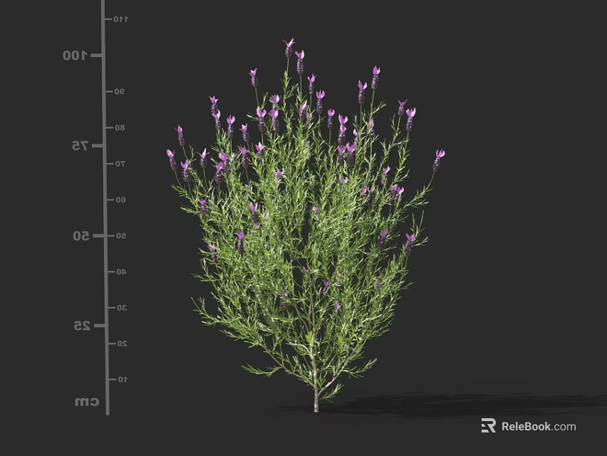 Green Garden Plant With Small Purple Flowers And Lush Green Leaves Growing Tall 3d model 
