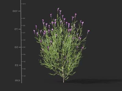Green Garden Plant With Small Purple Flowers And Lush Green Leaves Growing Tall 3d model