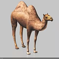 Detailed Realistic Brown Camel 3D Rendering Isolated On Light Blue Background 3d model