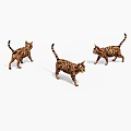 Three Adorable Tiger Striped Cats Walking Together On White Background