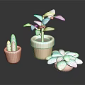 Indoor Decorative Potted Plants With Green Leaf Succulent Cactus In Terracotta Pots