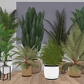 Indoor Potted Green Plants With Various Types And Stylish Different Pots On Wooden Floor