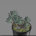 Bonsai Potted Plant With Black Pot Blue Green Leaves And Moss In Light Blue Background