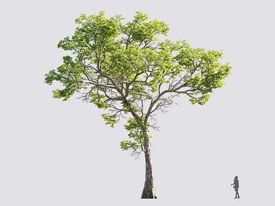 Tree 3d model