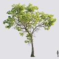 Tree 3d model