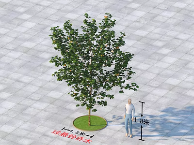 Arbor 8 Meters Tall 5 Meters Crown Projection on Paved Ground with Human Scale 3d model