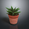 Green Leafy Succulent Plant in Striped Terracotta Pot Against Dark Background