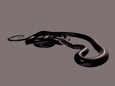 Shiny Black Snake with Curved Body Isolated on Gray Reptile Background 3d model
