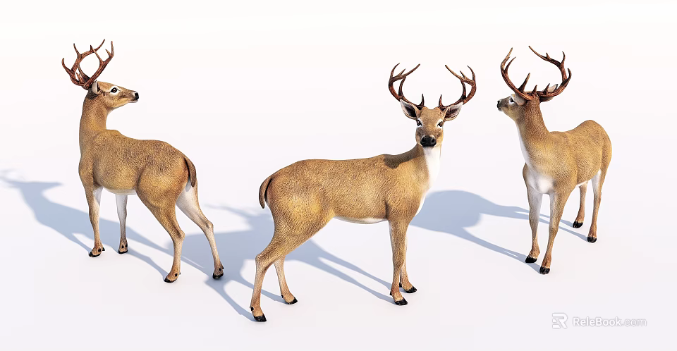 Three Horned Reptiles With Brown Body And White Belly Standing Together 3d model 