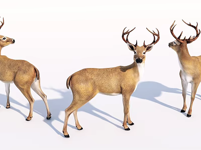 Three Horned Reptiles With Brown Body And White Belly Standing Together 3d model