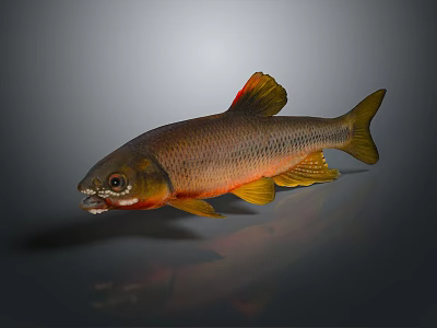 Colorful Aquatic Animal Fish With Red Yellow Fins And Detailed Body On Dark Background 3d model