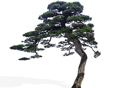 Lush Pine Tree with Curved Trunk and Green Foliage in Garden 3d model