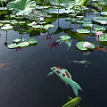 Vibrant Koi Fish Swimming in Pond with Green Lotus Leaves and Pink Flowers