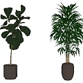 Indoor Bonsai Plants With Large Green Leaves And Slender Tropical Fronds In White Ceramic Pots