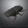 Black Beetle With Hard Shell Detailed Antennae And Legs On Dark Background
