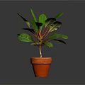 Potted Plant With Green Glossy Leaves In Terracotta Pot Against Dark Background