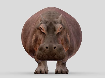 Large Reptile With Thick Rough Skin Standing On Gray Background Front View 3d model