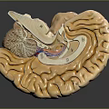 3D Medical Brain Anatomical Model Showing Cerebrum Cerebellum And Brainstem Structures