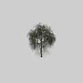 Weeping Willow Tree with Long Drooping Green Leaves against Dark Background and Human Silhouette