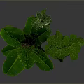 Large Leafy Indoor Plant with Small Green Plants in Gray Concrete Pots